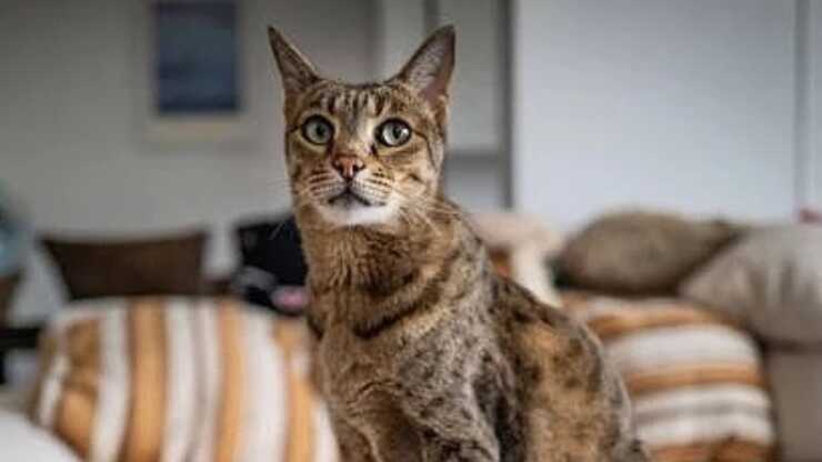 adoptar-ashera-gato_optimizado