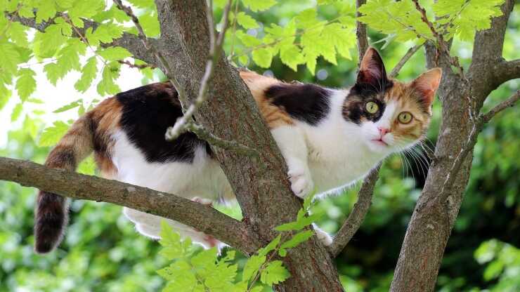 Curiosidad de la gata