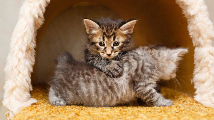 trivia bobtail coreano (1)