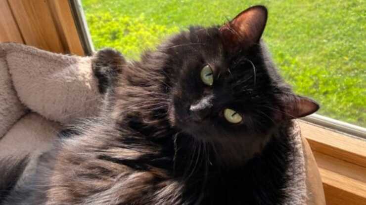 adottare-chantilly-tiffany-@jenna-(2)_optimizado