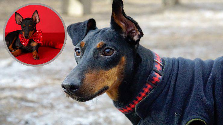 terrier de manchester