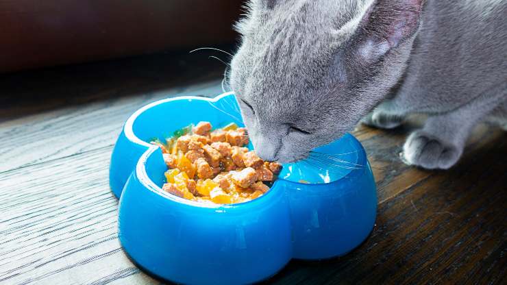 dar de comer al gato en vacaciones