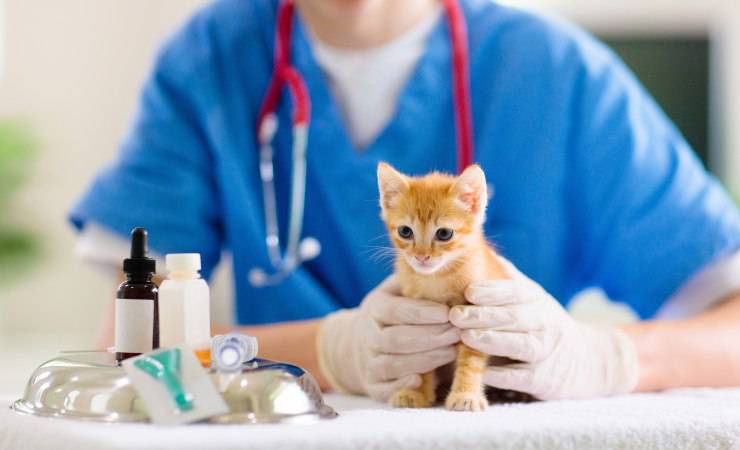 gatito al veterinario