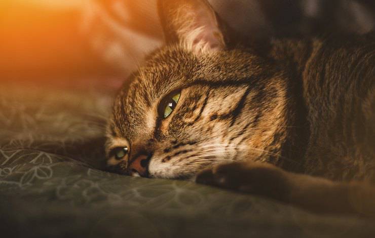 gato enfermo