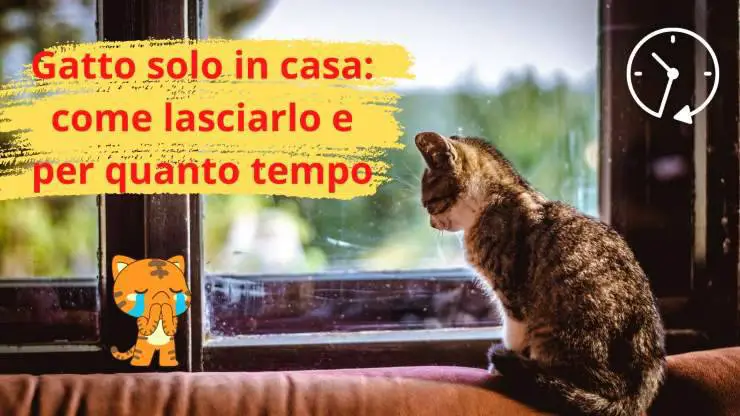 gato solo en casa