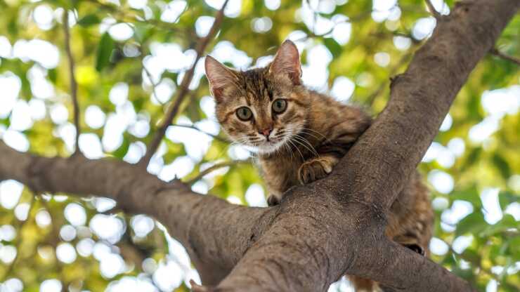depredadores de gatos