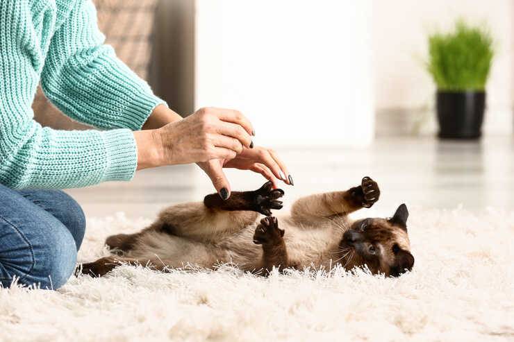 el gato patea las patas traseras