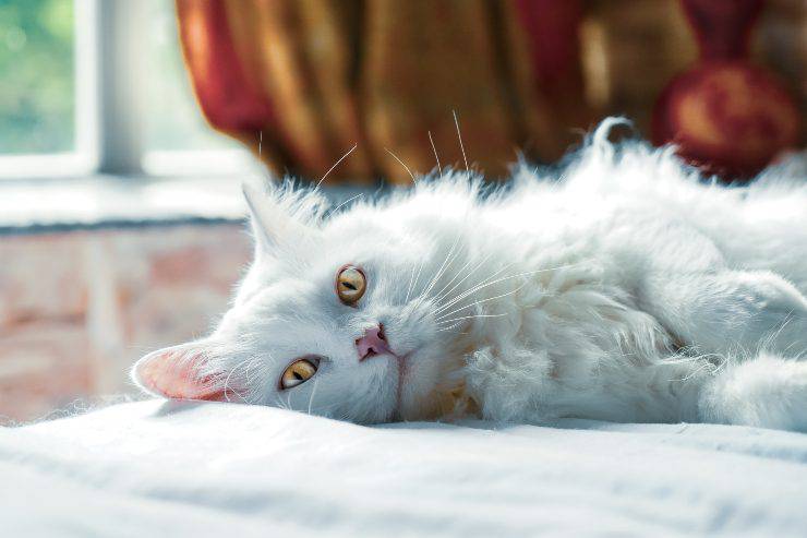 Desorientación en el gato anciano Desorientación en el gato anciano