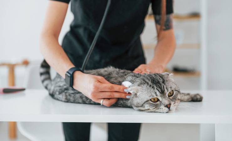 gato en el veterinario