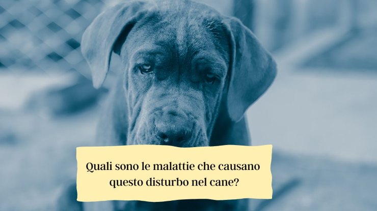 Diarrea sanguinolenta en perros. Diarrea sanguinolenta en perros.