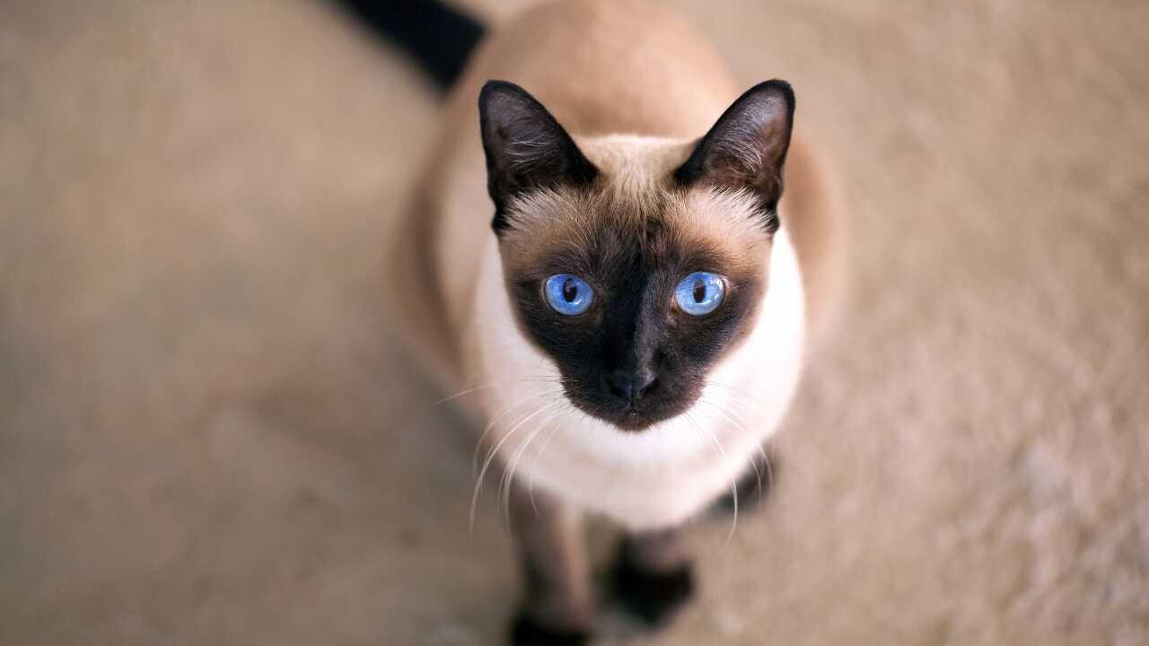 espécimen de gato tailandés diferencia tailandés sam sawet
