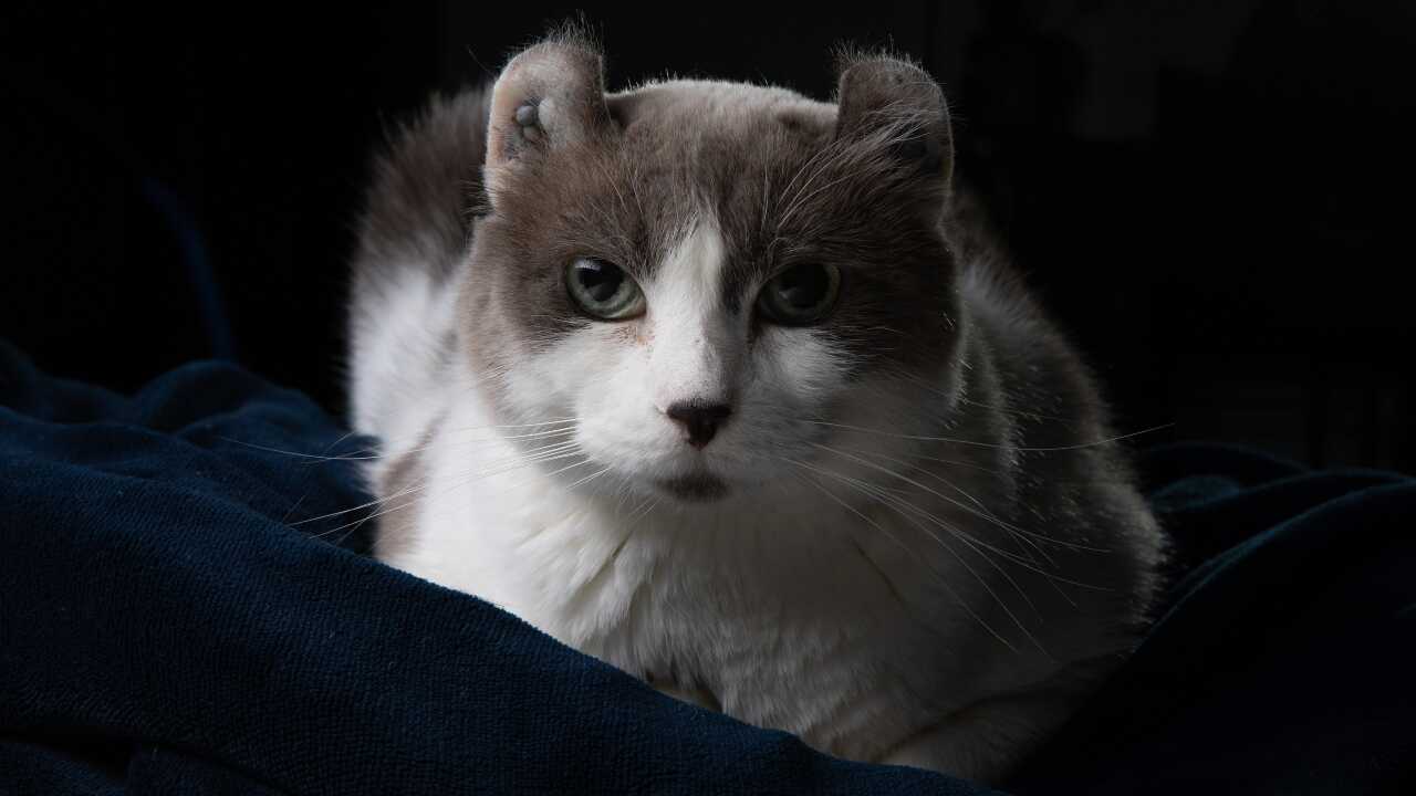 gato montañés cat-highlander-diference-rizo americano