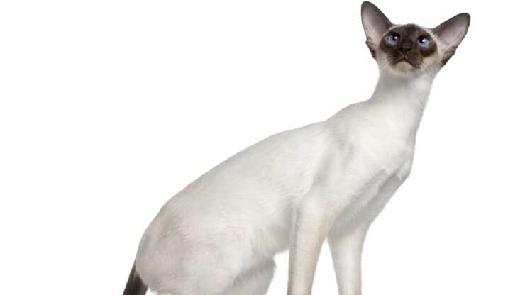 diferencia-siamese-himalaya