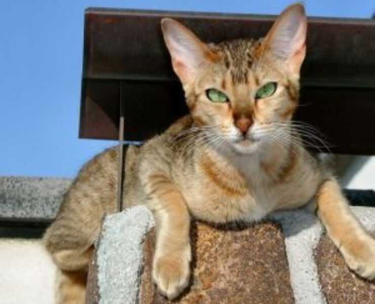 con este gato