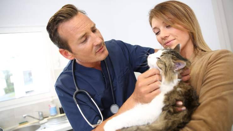 las dificultades para un veterinario de gatos