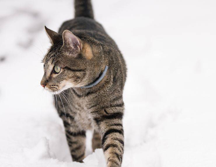 ¿Dónde duerme el gato callejero? ¿Dónde duerme el gato callejero?