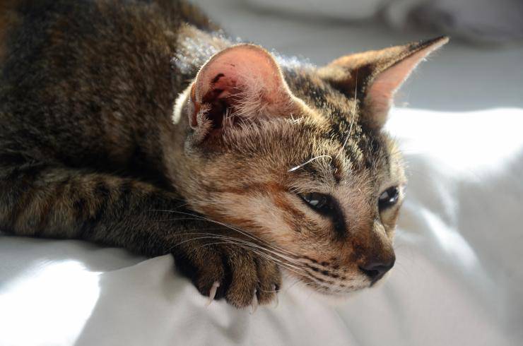Edema pulmonar en el gato Edema pulmonar en el gato