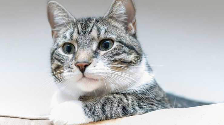 cerebro de gato encogido