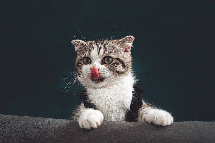 Porque el gatito no tiene fuerzas acaba de nacer El gatito está débil después del parto.