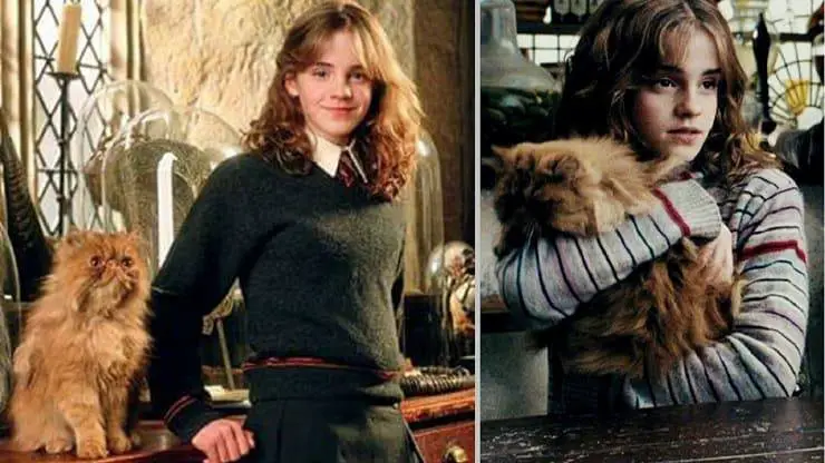 Gato Hermione Granger