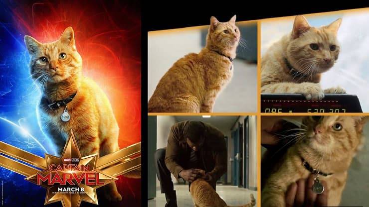 Gatto Nick Furia
