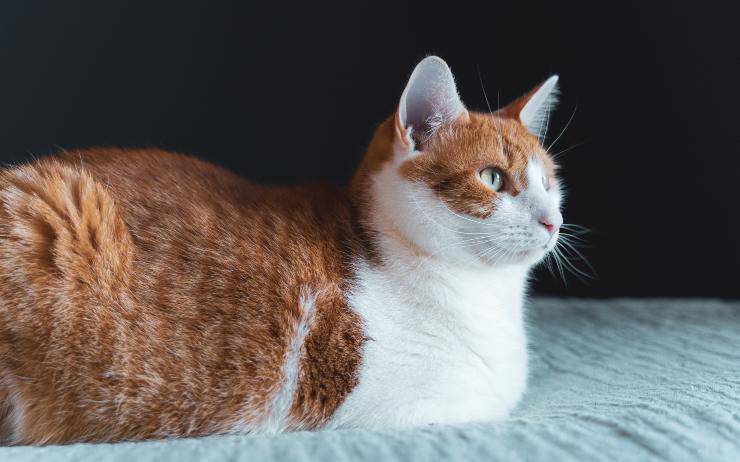 El gato dobla sus patas. El gato dobla sus patas.