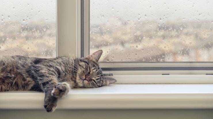 El gato se duerme cuando llueve afuera El gato duerme cuando llueve