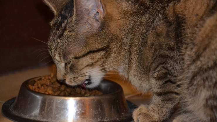 el gato elige la comida en función de la nutrición