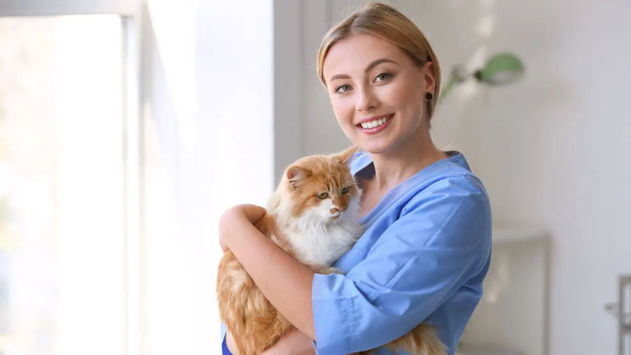 Veterinario con un gato en brazos El gato en el registro de mascotas en Basilicata