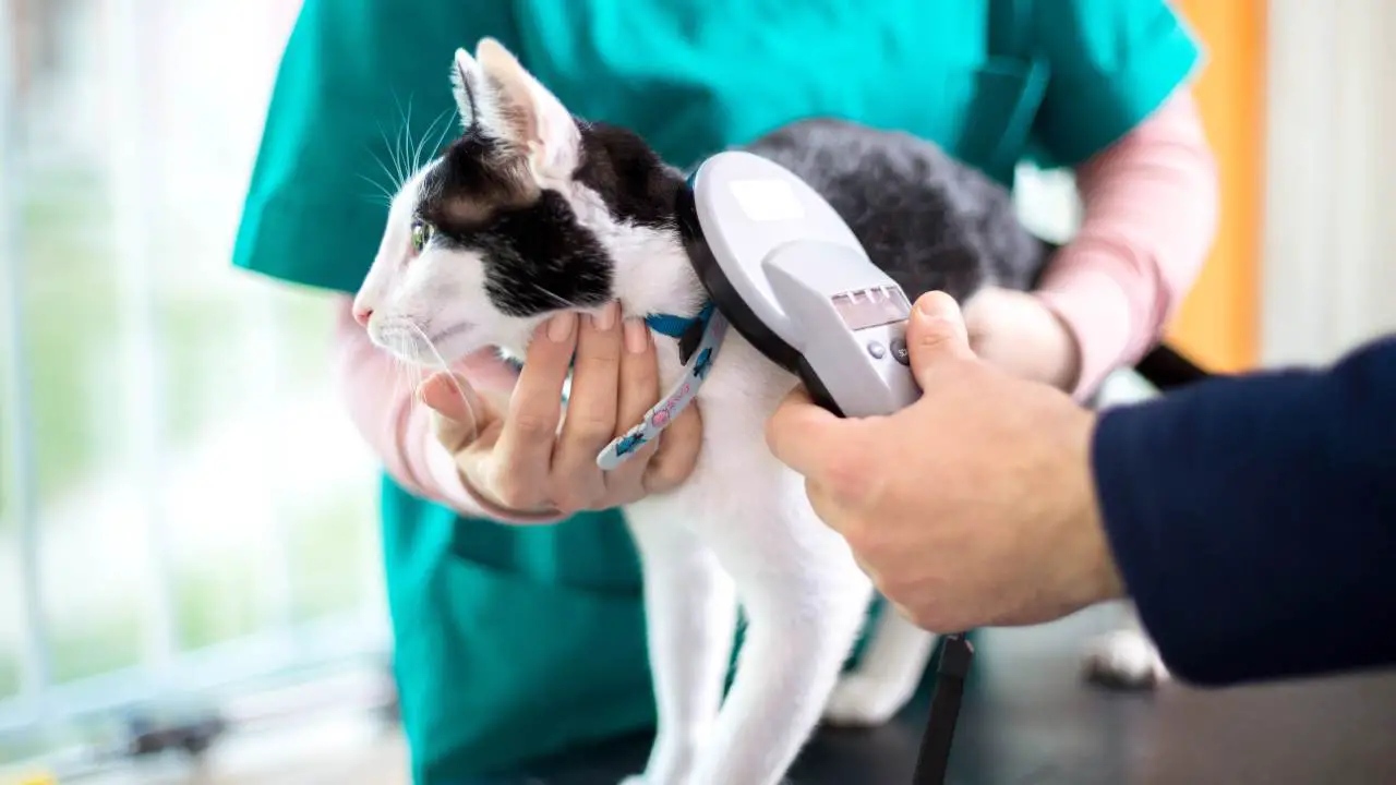 El gato en el registro de mascotas en Sicilia