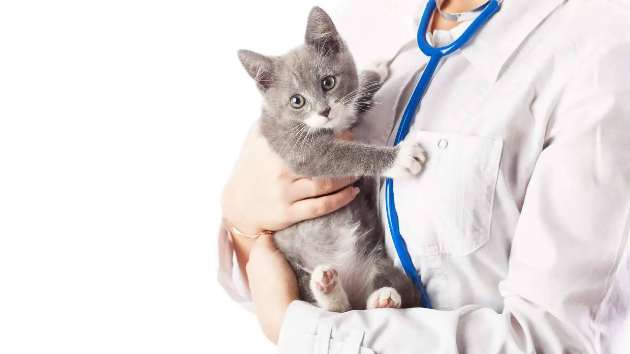 Gatito en brazos de un veterinario El gato en el registro de mascotas en Friuli Venezia Giulia