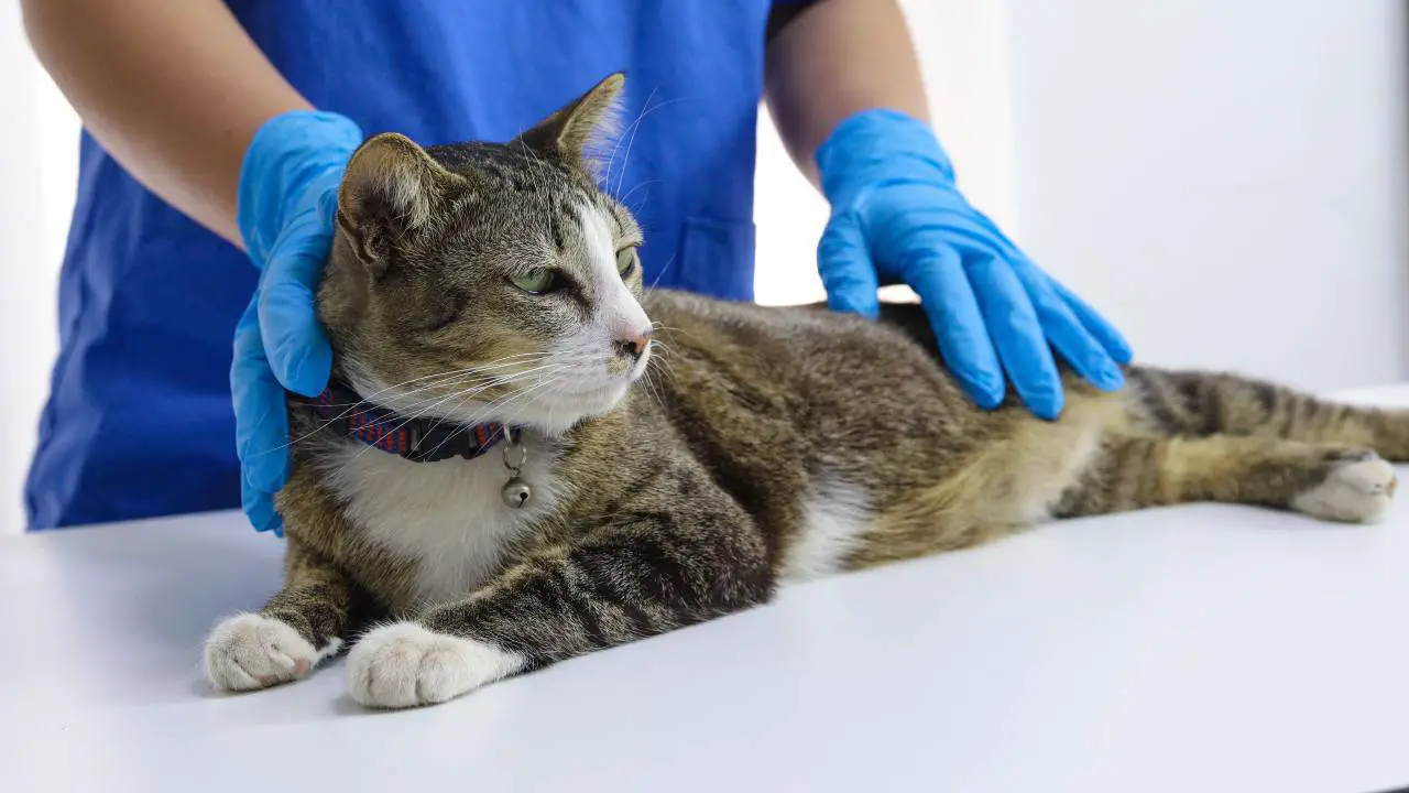 Gato en la mesa de la oficina de un veterinario El gato en el registro de mascotas de Molise