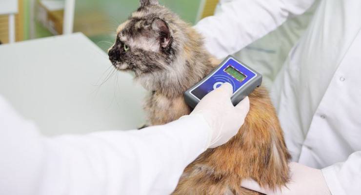 microchip gatti