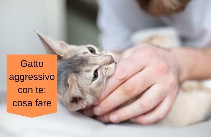 gato agresivo contigo