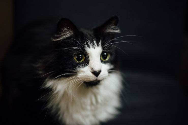 el gato es inseguro el gato es inseguro