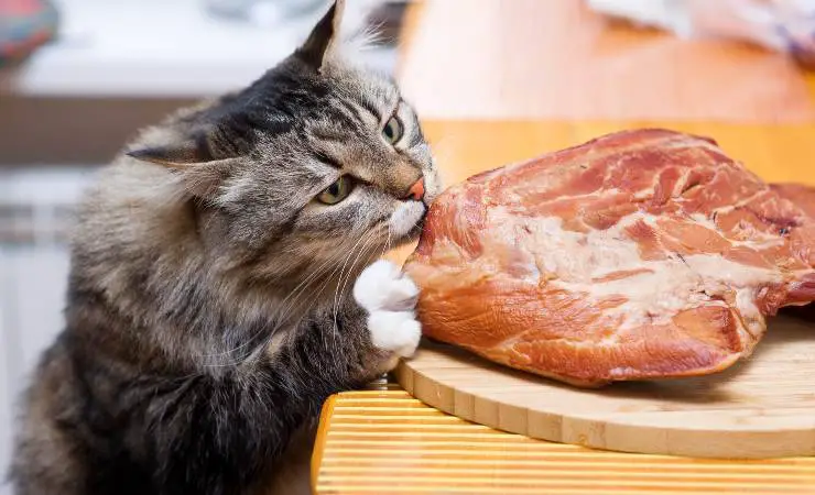 gato come pollo