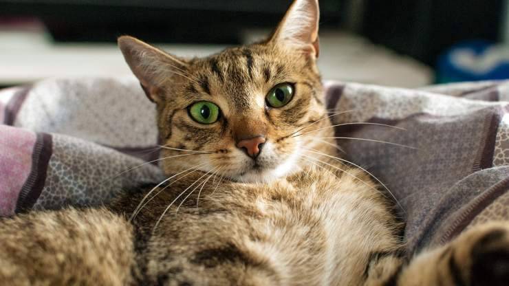 ¿Qué significa cuando el gato mueve las patas para pescar? El gato finge pescar.