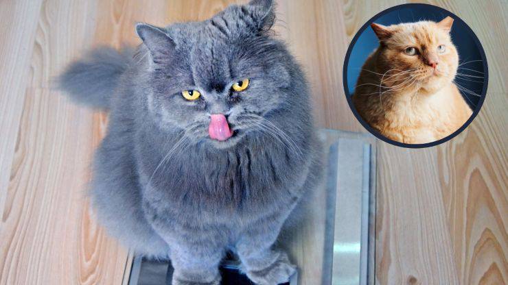 gato gordo