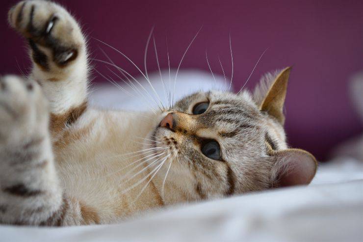 El gato lanza juguetes al aire. El gato lanza juguetes al aire.