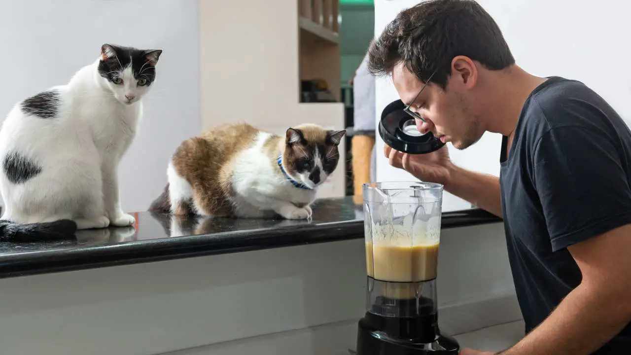 Hombre usando una licuadora mientras dos gatos observan el proceso El gato le tiene miedo a la licuadora.