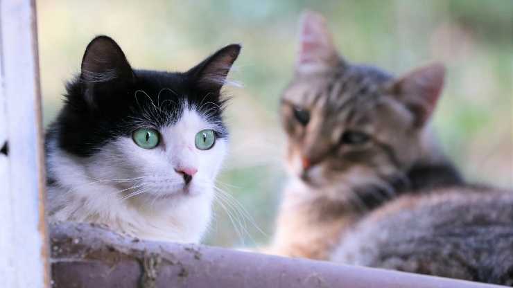 el gato le tiene miedo a los gatos