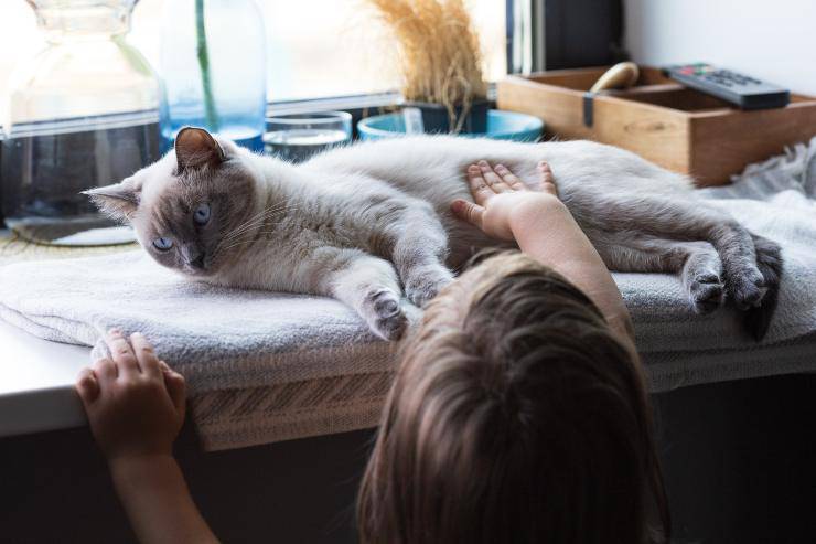 El gato le tiene miedo al niño. El gato le tiene miedo al niño.