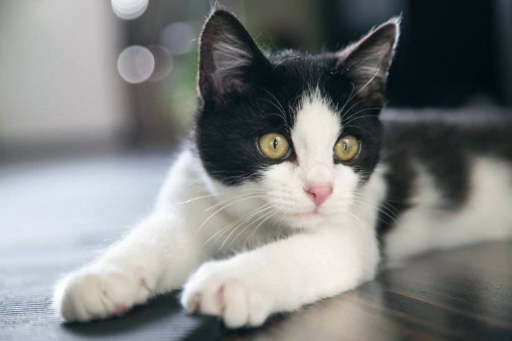 el gato lo rasca todo el gato lo rasca todo