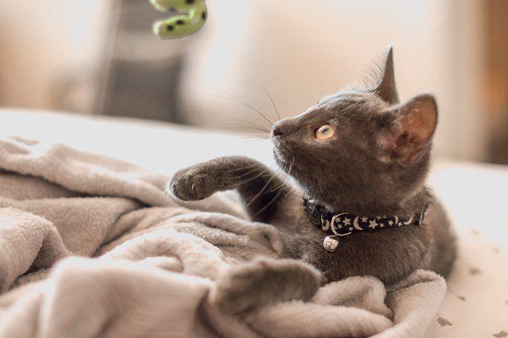El gato roba mis cosas. El gato roba mis cosas.