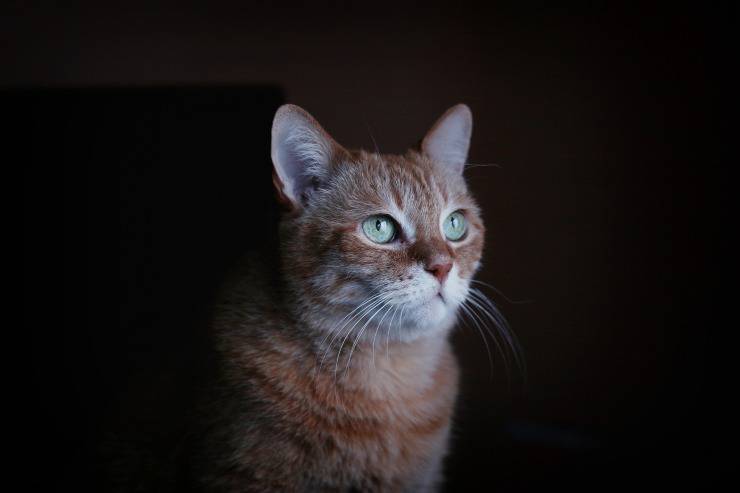 El gato molesta por la noche. El gato molesta por la noche.