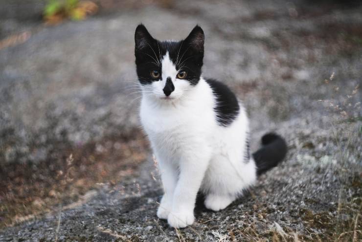 el gato mueve la cola el gato mueve la cola
