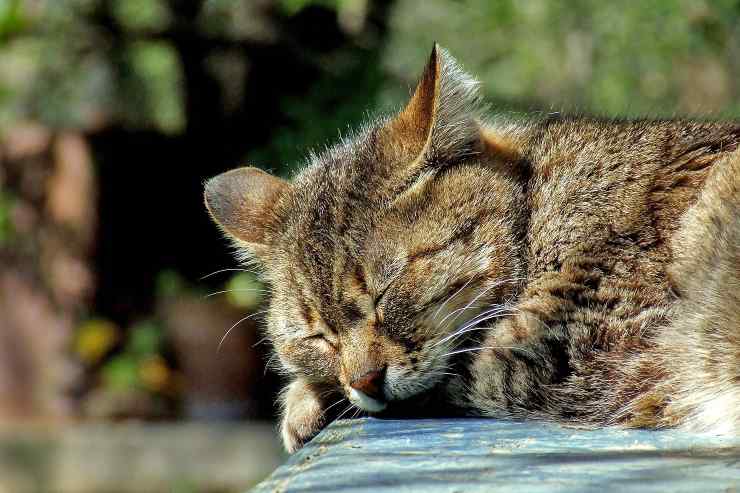 El gato no duerme en la casa. El gato no duerme en la casa.