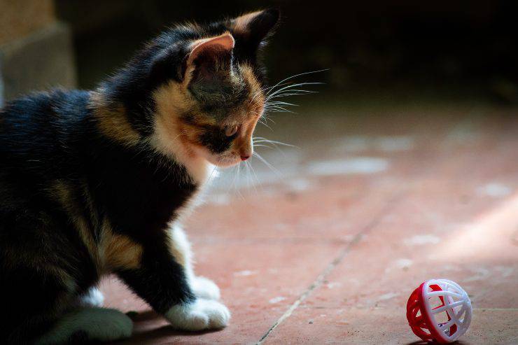 El gato no juega con su dueño. El gato no juega con su dueño.