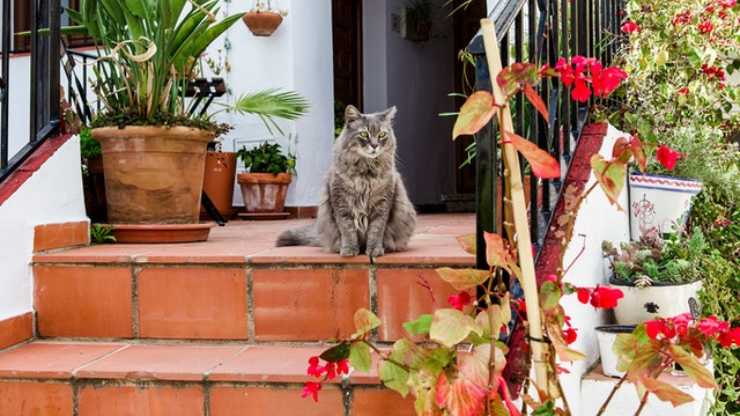 el gato no baja las escaleras