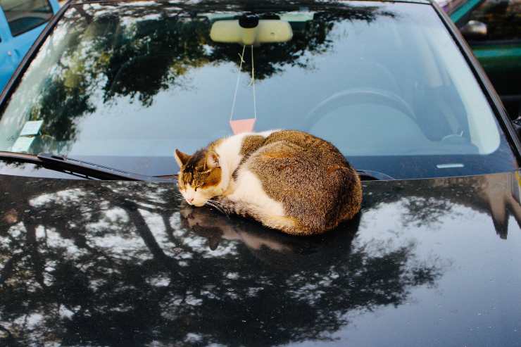 El gato no quiere salir del coche. El gato no quiere salir del coche.
